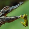 One small frog v Developers Croc_frog
