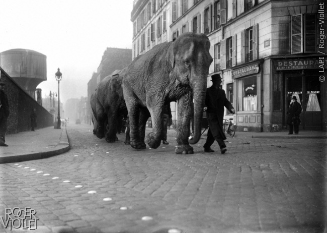 [Image: elephant.parisenimages.jpg]